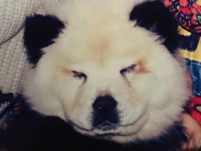 В Италии цирк выдавал разукрашенных собак за панд. Фотофакт