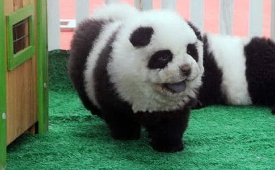 В Италии цирк выдавал разукрашенных собак за панд. Фотофакт