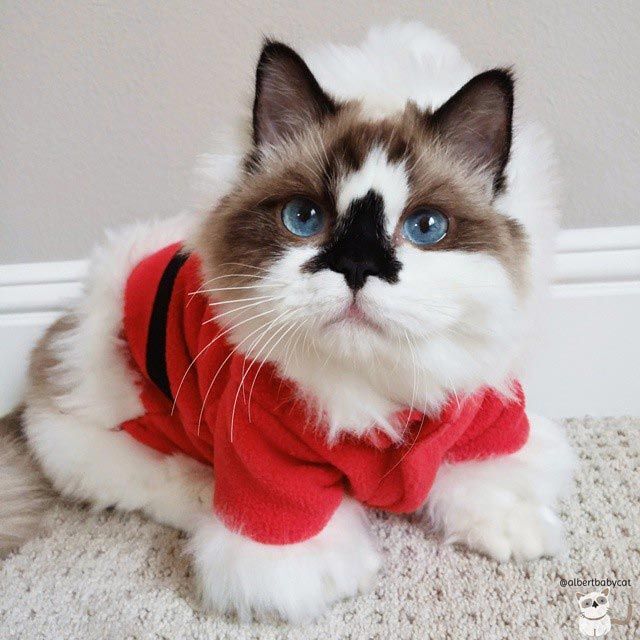 Голубоглазый котик Альберт в новогодних свитерах - самое милое животное 