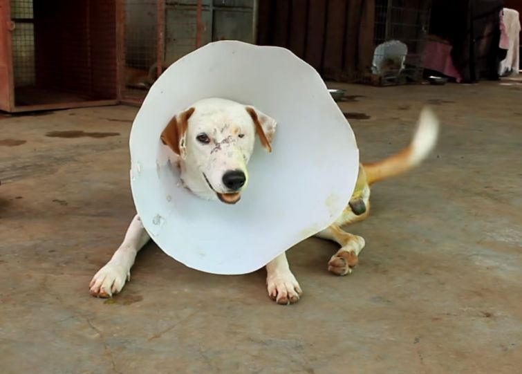 Трогательна история искалеченной собаки с оторванной лапой