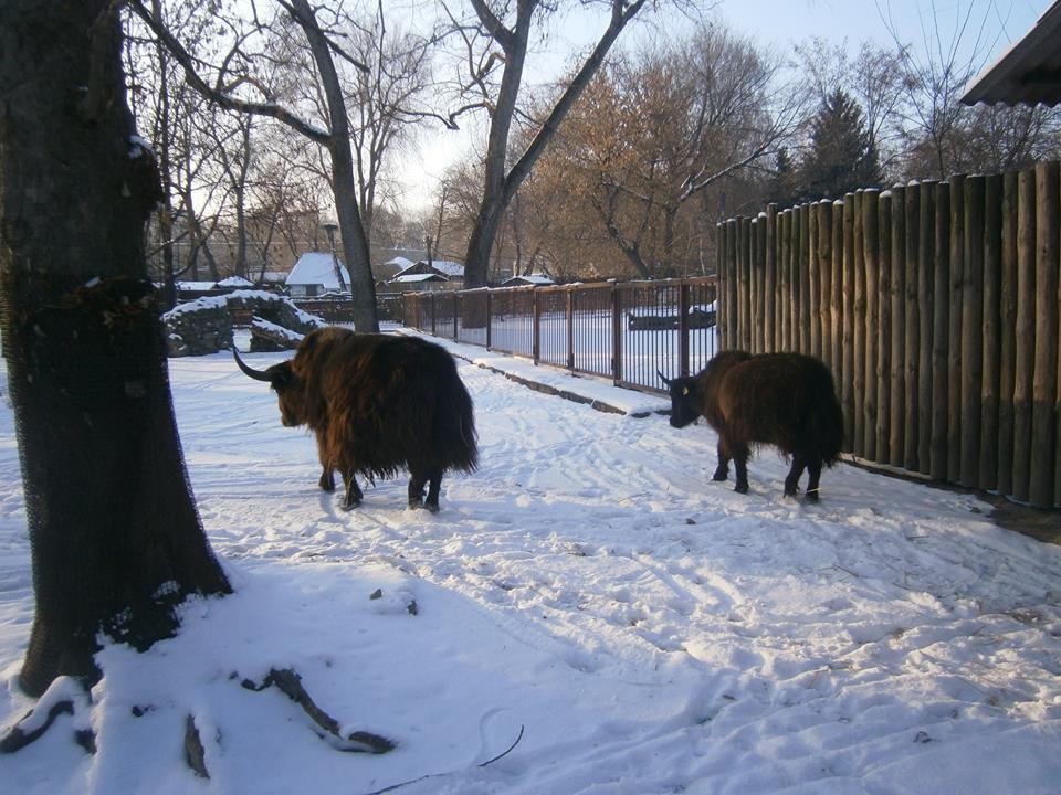 У київському зоопарку з'явилися нові тварини: опубліковано фото