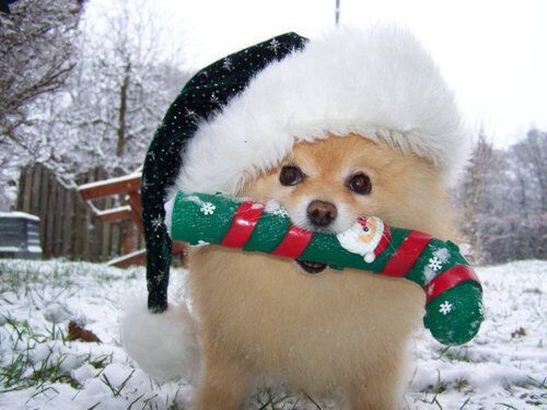 Домашние животные в ожидании Нового года: "миммишность" фото зашкаливает