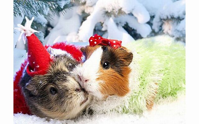 Домашние животные в ожидании Нового года: "миммишность" фото зашкаливает