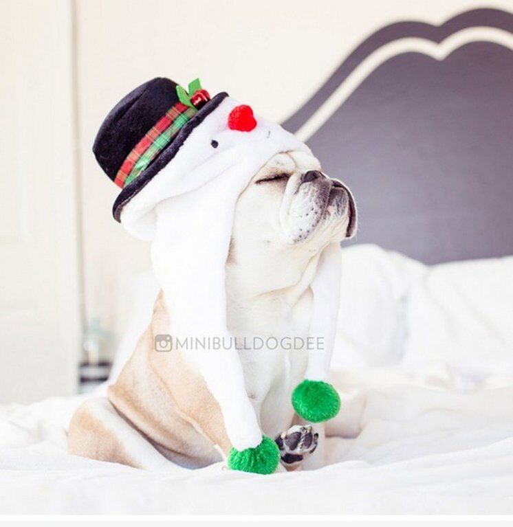 Домашние животные в ожидании Нового года: "миммишность" фото зашкаливает