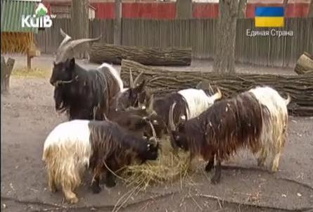 В киевском зоопарке появились двухцветные козы