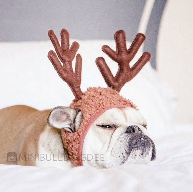 Домашние животные в ожидании Нового года: "миммишность" фото зашкаливает