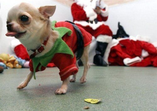 Домашние животные в ожидании Нового года: "миммишность" фото зашкаливает