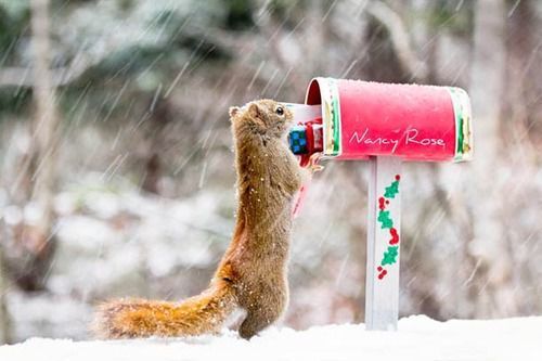 Домашние животные в ожидании Нового года: "миммишность" фото зашкаливает