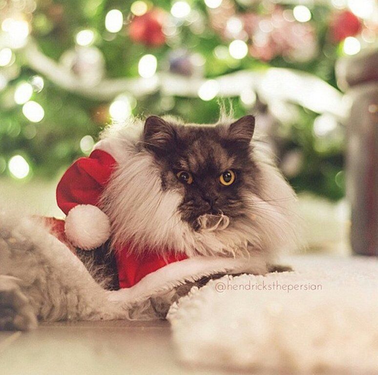 Домашние животные в ожидании Нового года: "миммишность" фото зашкаливает