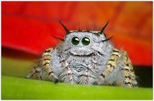 Самые веселые и улыбчивые животные