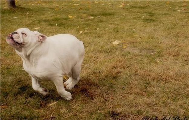 Самые веселые и улыбчивые животные