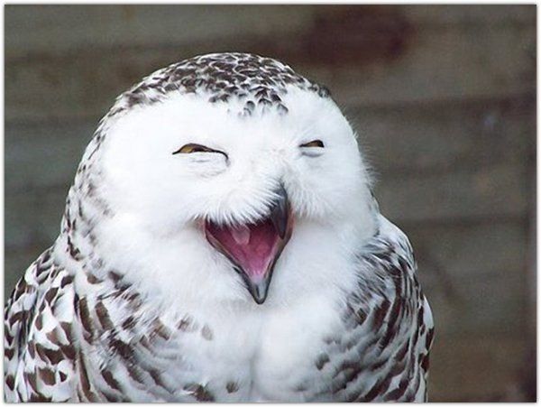 Самые веселые и улыбчивые животные