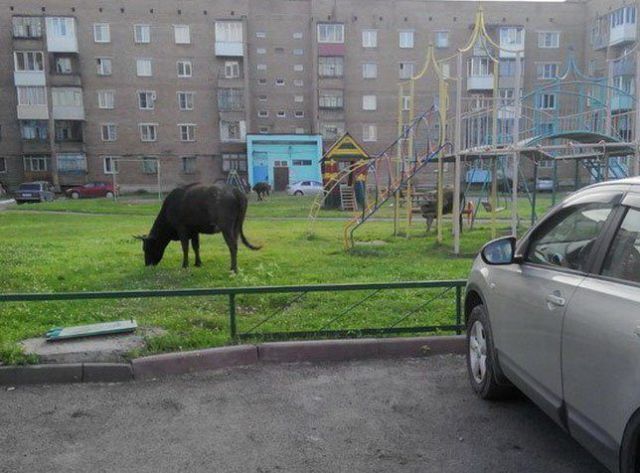 20 фото, которые доказывают, что умом Россию не понять