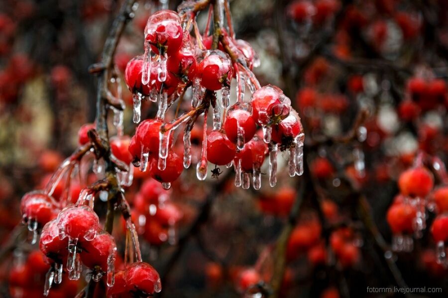 Вот что бывает в природе, когда в дело вступает зима
