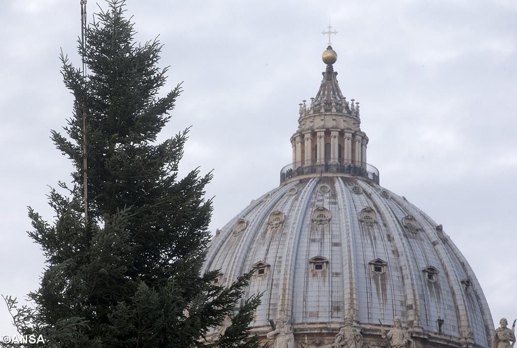 В Ватикане установили рождественскую ель