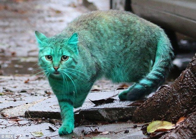 В Болгарии нашли удивительного зеленого кота