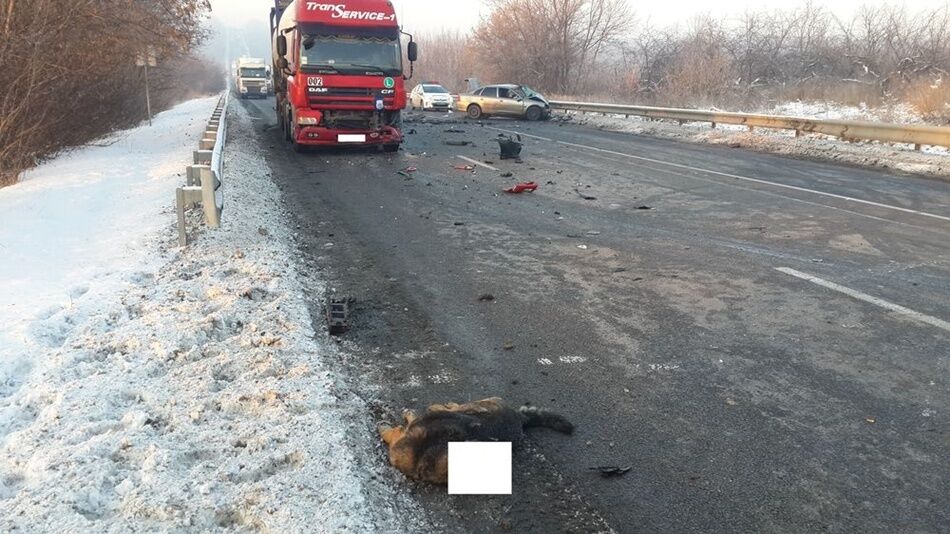 На Харьковщине собака-нарушитель стала причиной тройного ДТП: фото аварии 