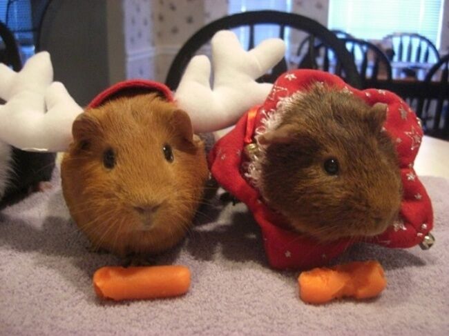 Подборка самых забавных новогодних костюмов