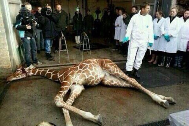 Работник зоопарка убил здорового жирафа и бросил в клетку с львами (18+)