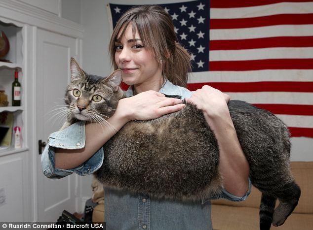 Пара из Бостона приютила огромного кота-звезду интернета