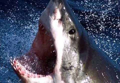 Австралиец оштрафован на 16650 долларов за убийство детеныша акулы