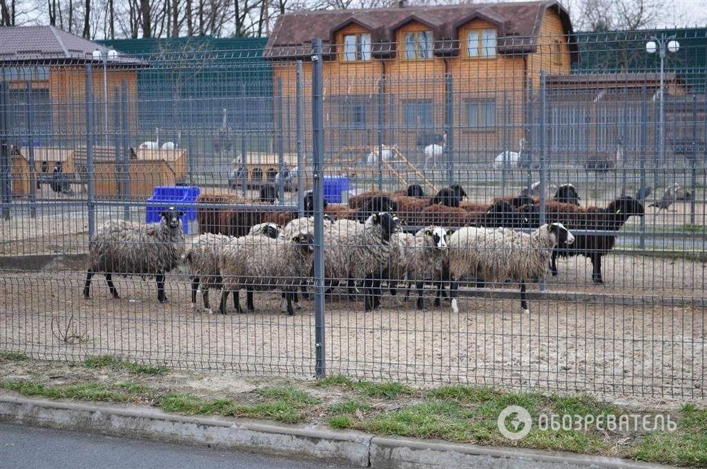 Межигір'я: репортаж з кинутого раю