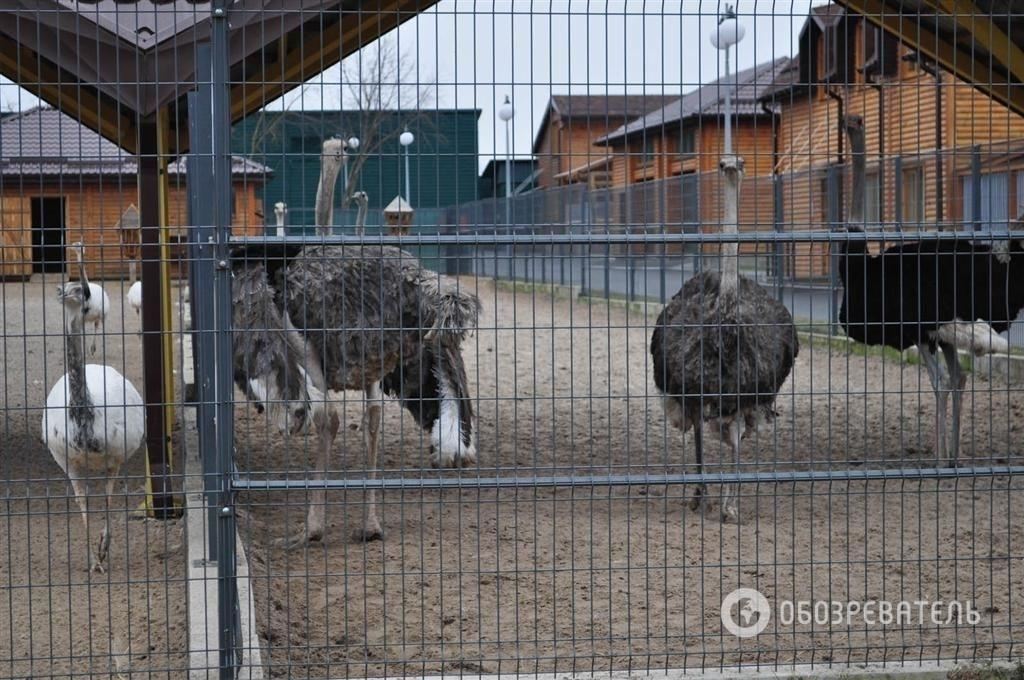 Страусов и оленей решили оставить в Межигорье