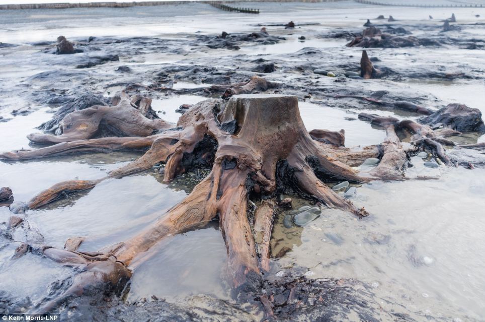 Штормы раскопали 5000-летний лес