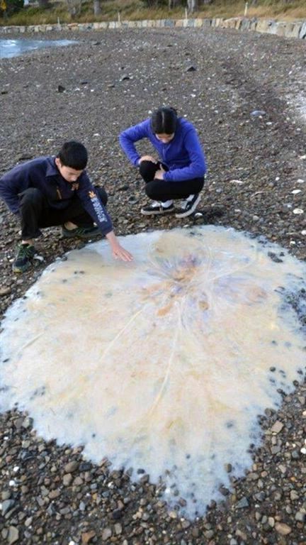 В Австралии нашли гигантскую медузу нового вида