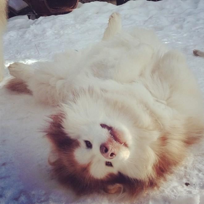 Собачья жизнь: Лучшие фото из Instagram