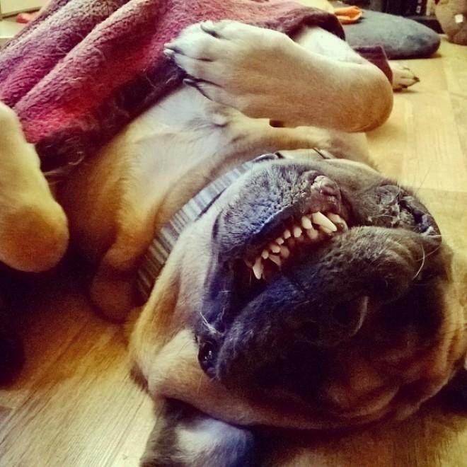 Собачья жизнь: Лучшие фото из Instagram