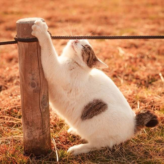 Как коты радуются весне. Невероятно позитивная фотосессия