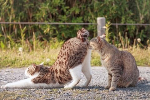 Как коты радуются весне. Невероятно позитивная фотосессия