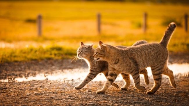 Как коты радуются весне. Невероятно позитивная фотосессия