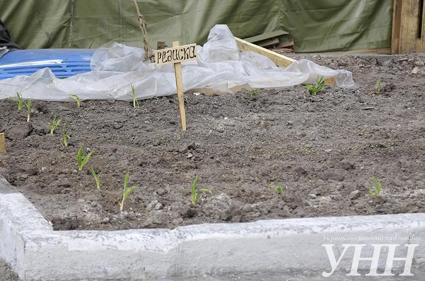 На Майдане Незалежности активисты посадили огород и хотят завести свиней