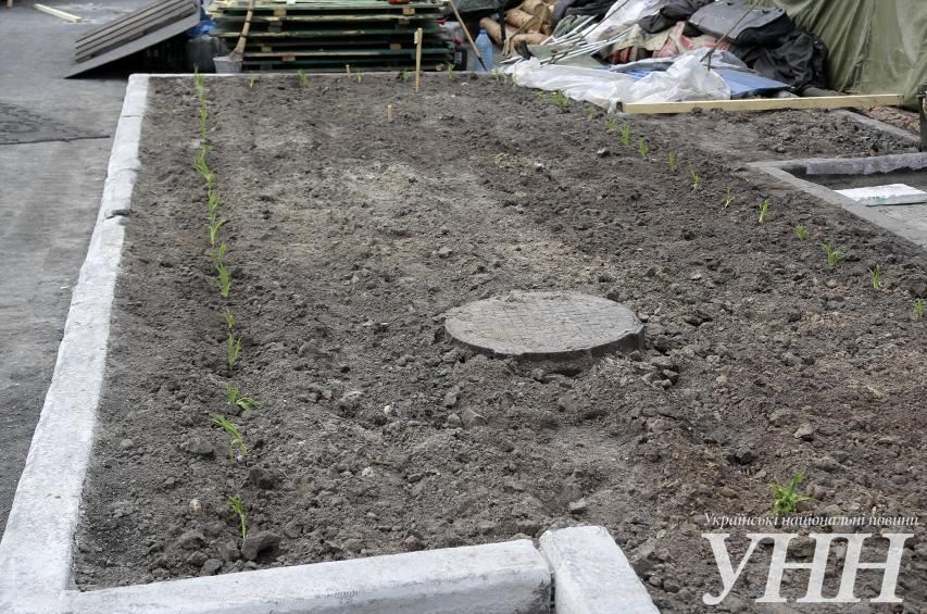 На Майдане Незалежности активисты посадили огород и хотят завести свиней