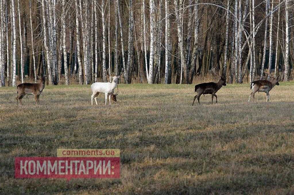 Царские охотничьи угодья Януковича: вторая "Хонка", яхты, дворец Пшонки и сотни диких животных