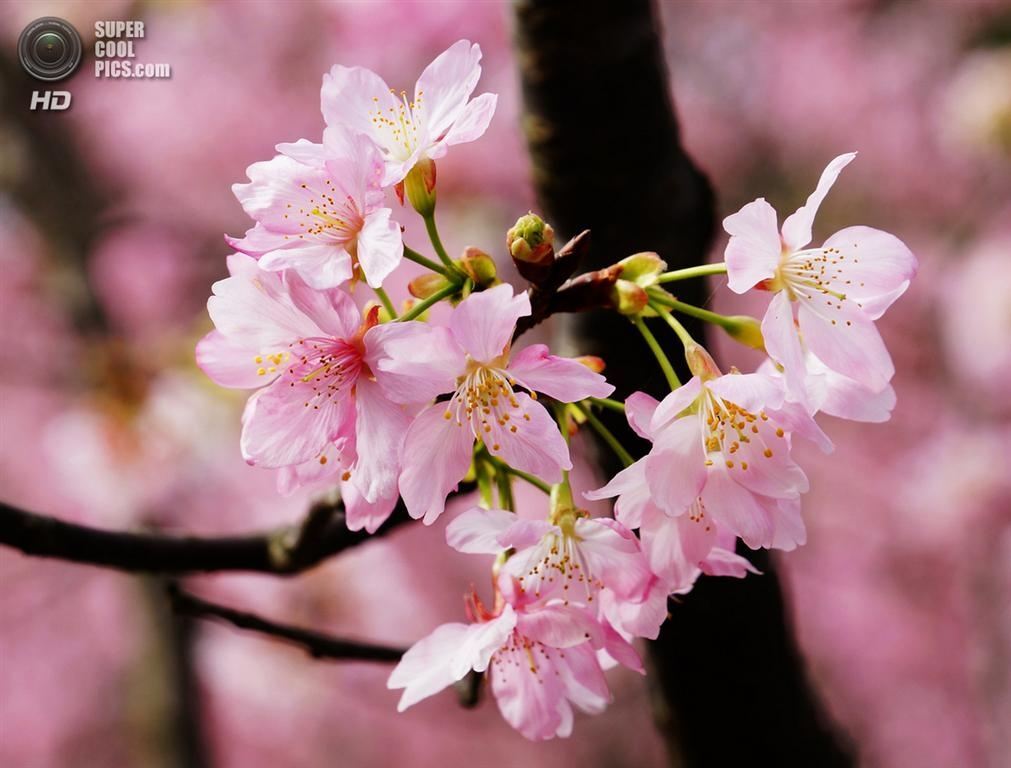 День цветения сакуры