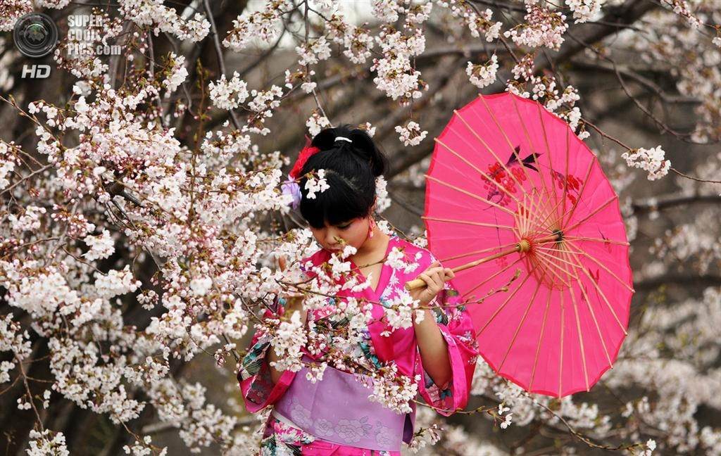 День цветения сакуры