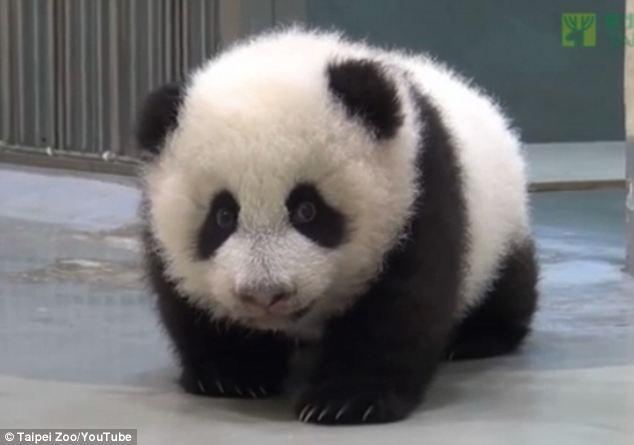 Мама-панда укладывает спать своего непослушного малыша