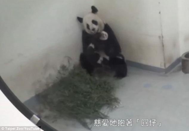 Мама-панда укладывает спать своего непослушного малыша