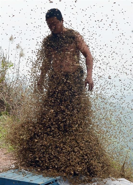 460000000 бджіл на тілі бджоляра