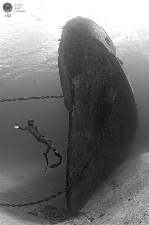 Победители конкурса подводной фотографии 2014 года