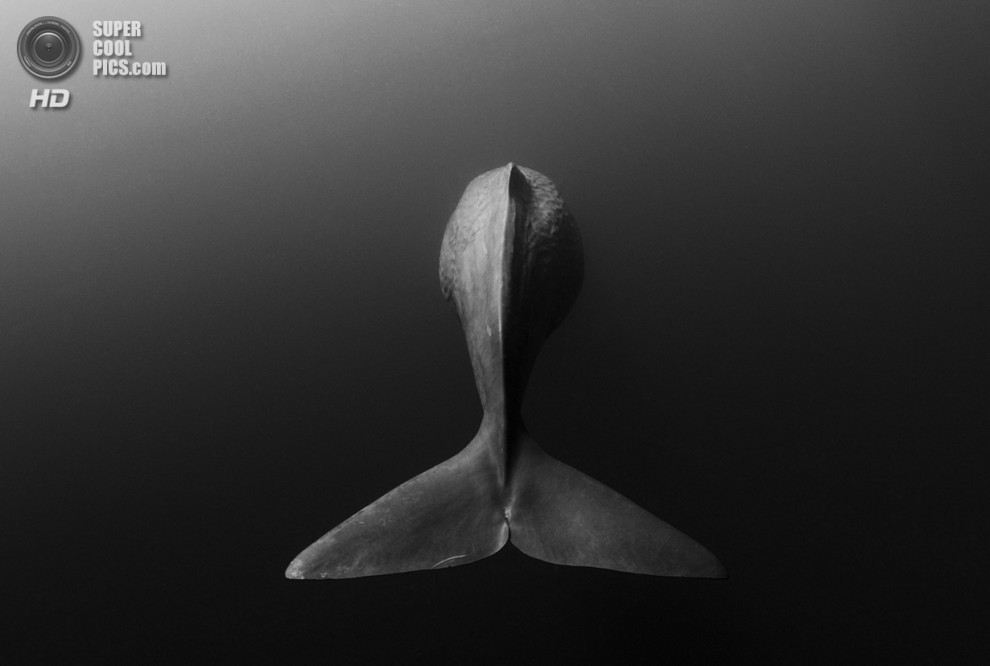 Победители конкурса подводной фотографии 2014 года