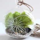 Как создать домашний "бутылочный сад"