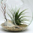 Как создать домашний "бутылочный сад"