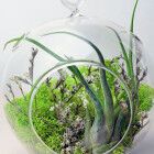 Как создать домашний "бутылочный сад"