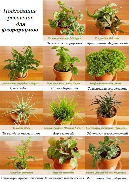 Как создать домашний "бутылочный сад"