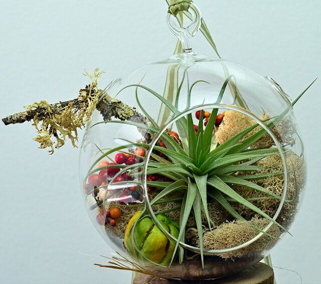 Как создать домашний "бутылочный сад"