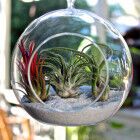 Как создать домашний "бутылочный сад"